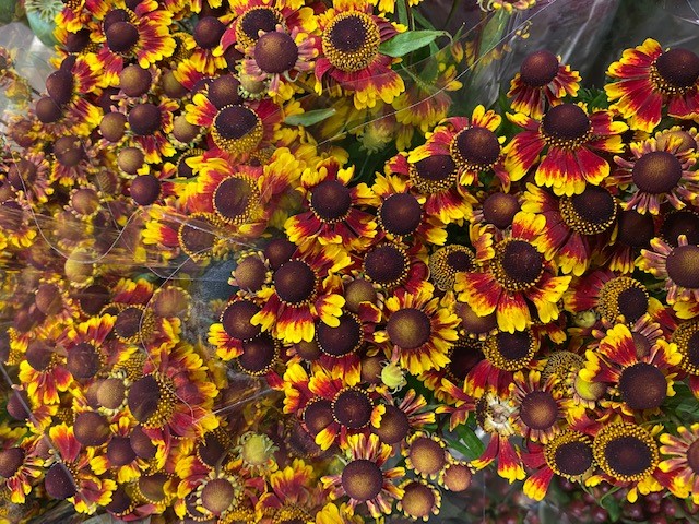 Bild på Helenium Zonnedam