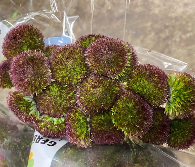 Bild på Germini Tennisrack Marimo Dark