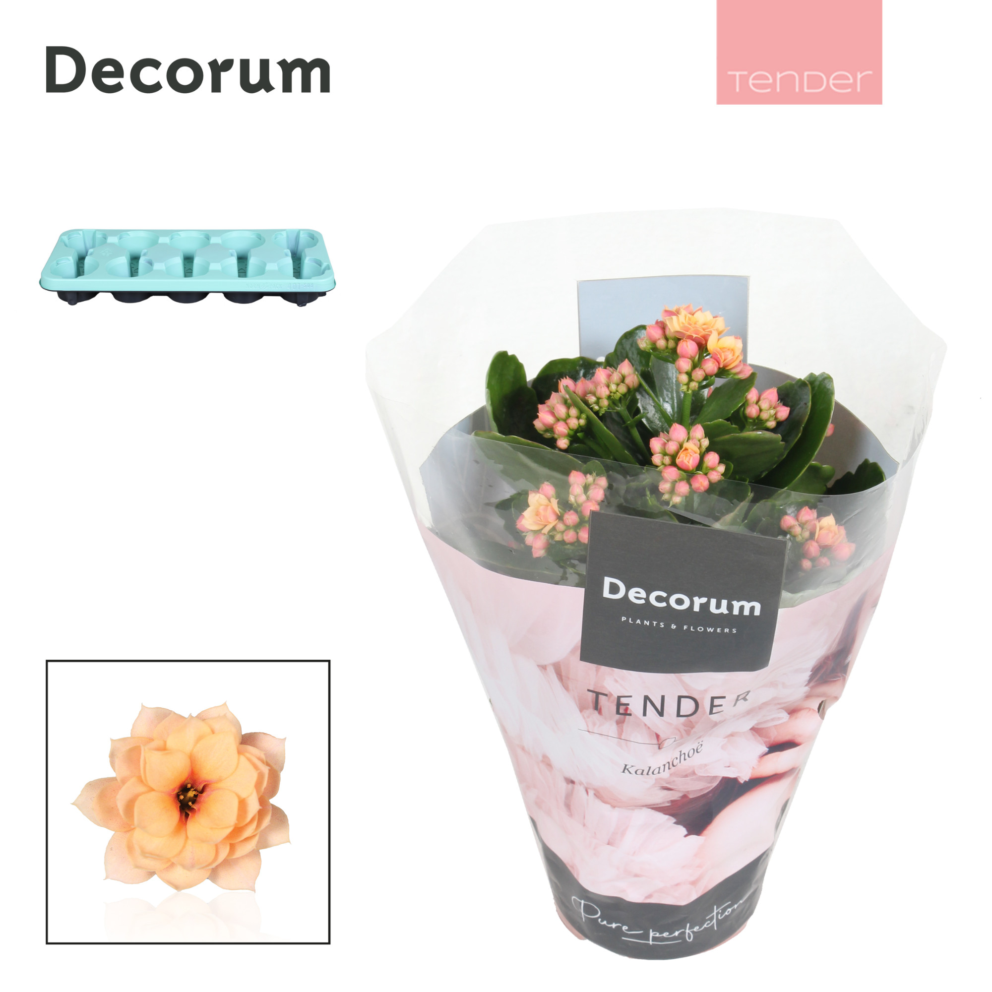 Bild på Krukväxter Kalanchoe Serenity Apricot *10 Calandiv