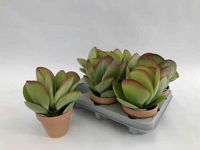 Bild på Kalanchoe Thyrsiflora D11 X 6 Red Lips Lerkruka