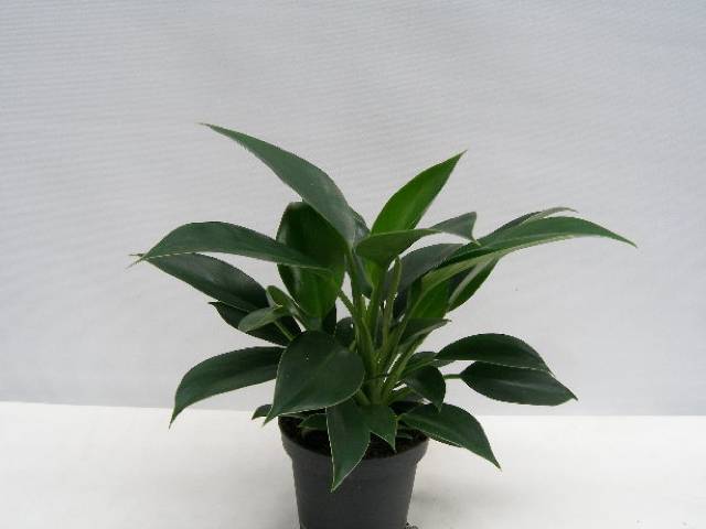 Bild på Philodendron Green princess D11 X 9