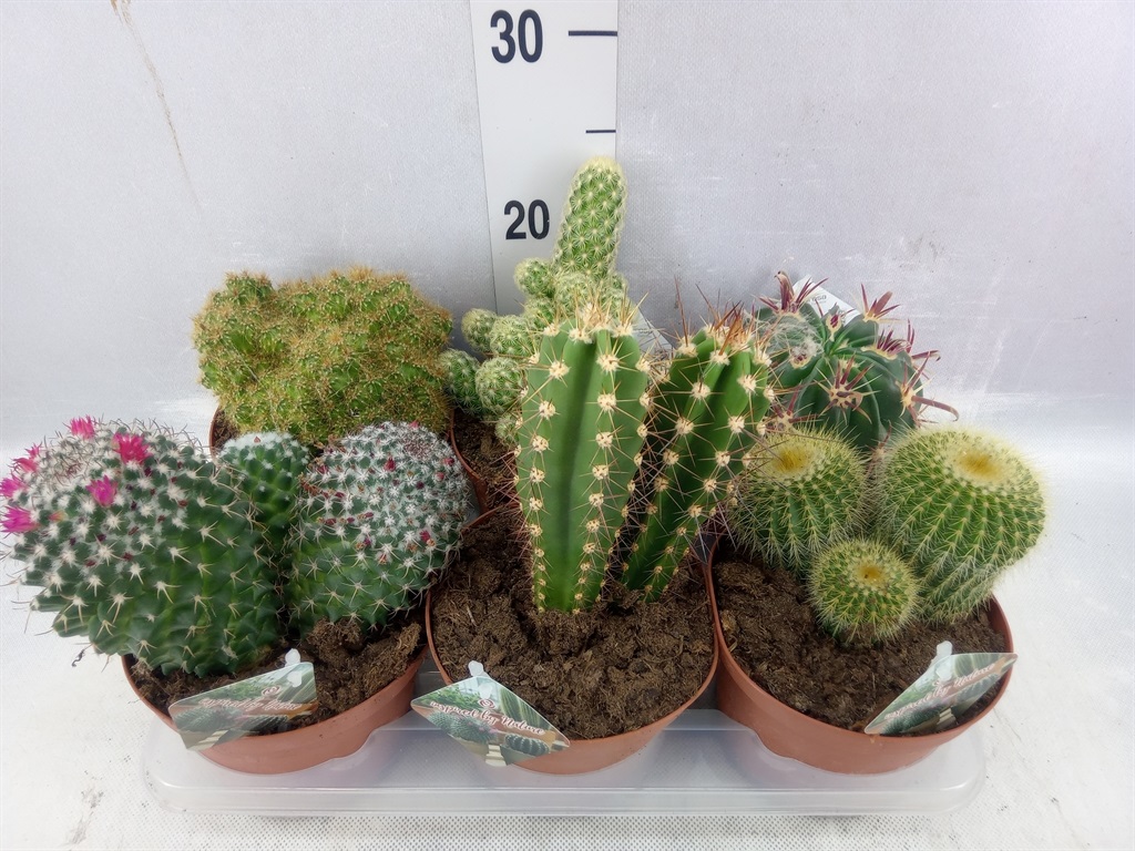 Bild på Cactus D14 X 6