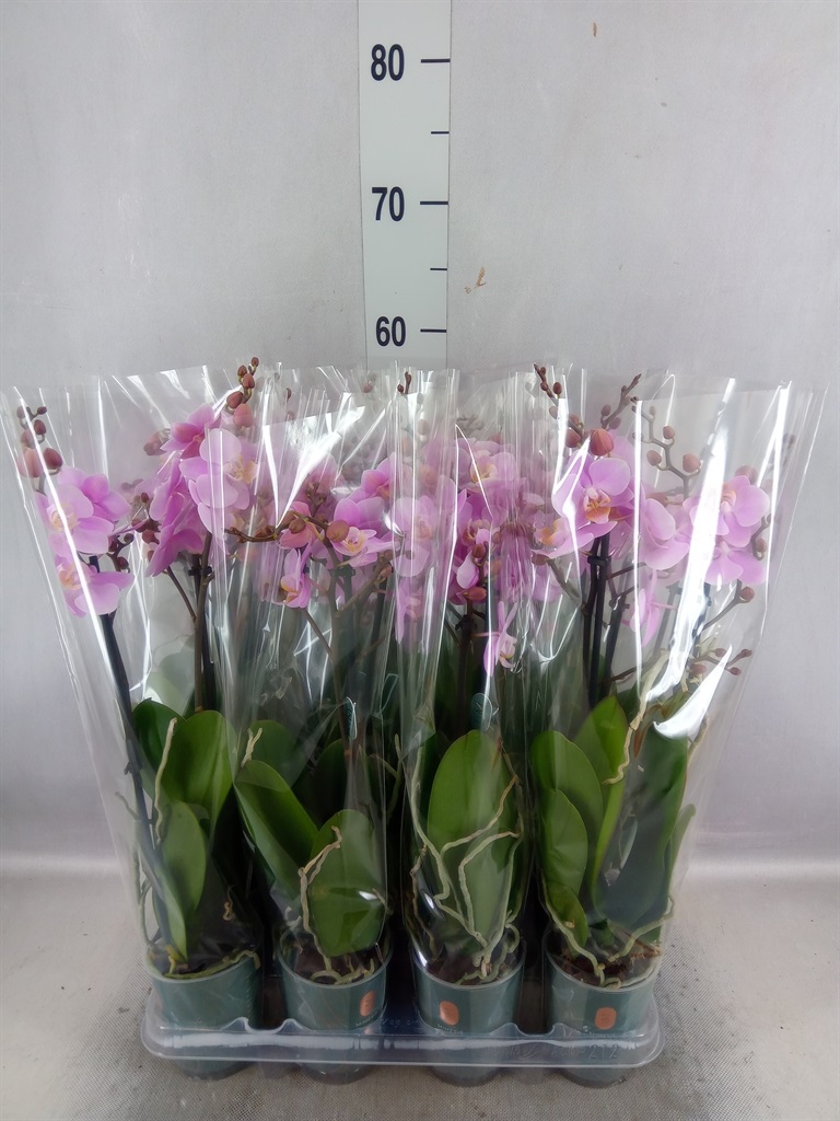 Bild på Phalaenopsis 2Gr D9 X 12 Beaution Multi