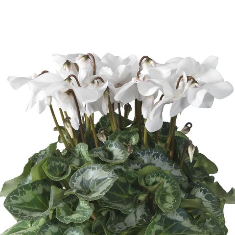 Bild på Cyclamen Vouge D12 X 6 Skalleberg