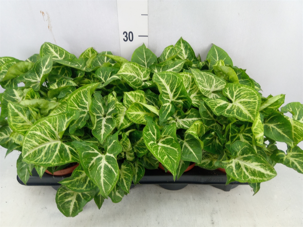 Bild på Syngonium D12 X 8 Barkarö
