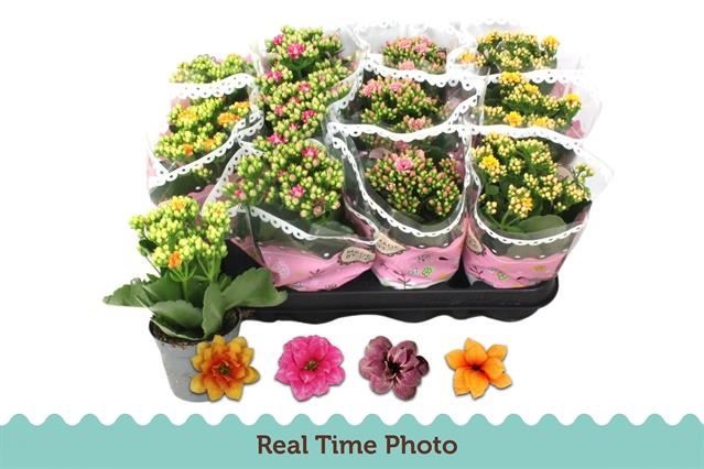 Bild på Kalanchoe Calandiva D9 X 12 Exclusive