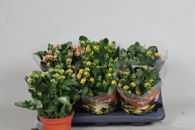 Bild på Kalanchoe Elseflowers D15 X 6 Tiger