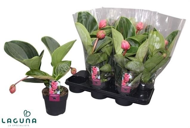 Bild på Medinilla Lambada 2+ D14 X 6 Rosenskärm