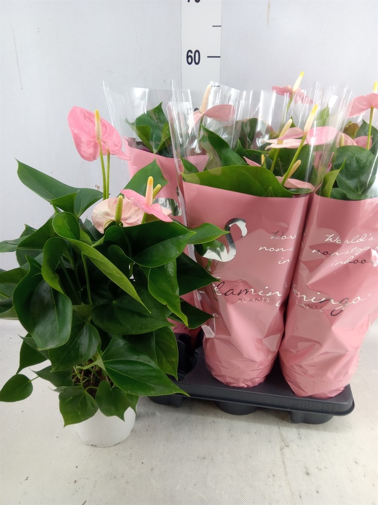 Bild på Anthurium D14 X 6 Jambo Sweet
