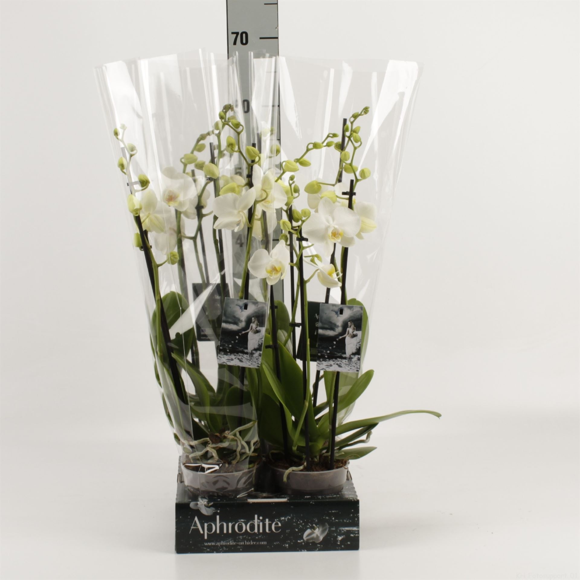 Bild på Krukväxter Phalaenopsis *4 3-stänglad