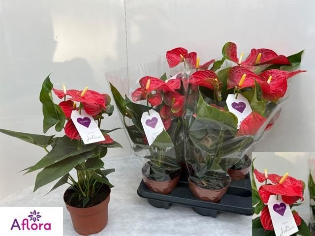 Bild på Anthurium D14 X 4 Bambino Red