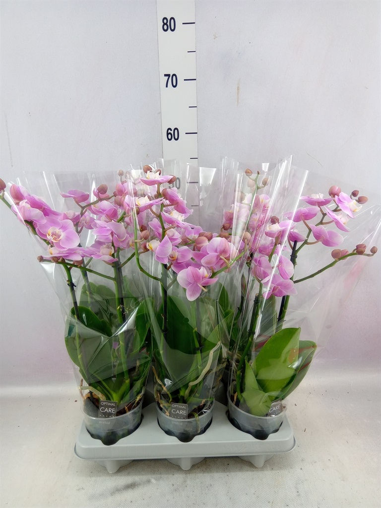 Bild på Phalaenopsis 2Gr D12 X 6 Elegance