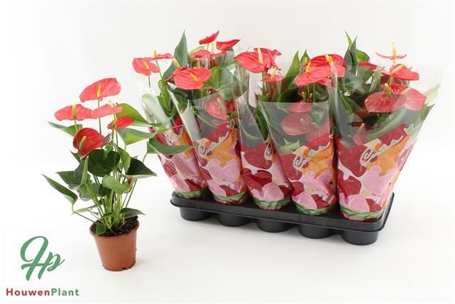 Bild på Anthurium D12 X 10 Esudo