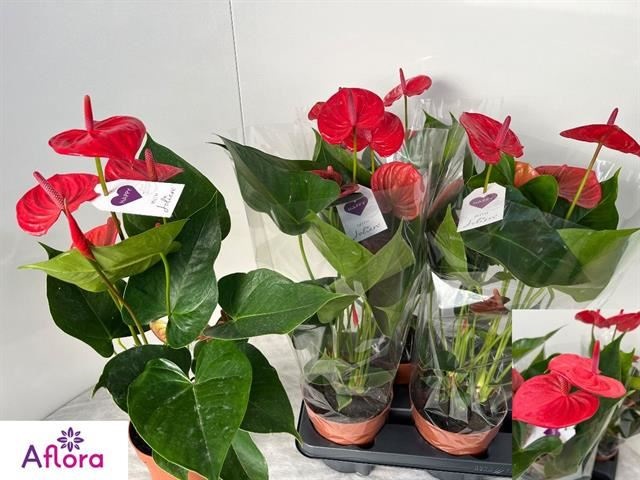 Bild på Anthurium D14 X 4 Ritma