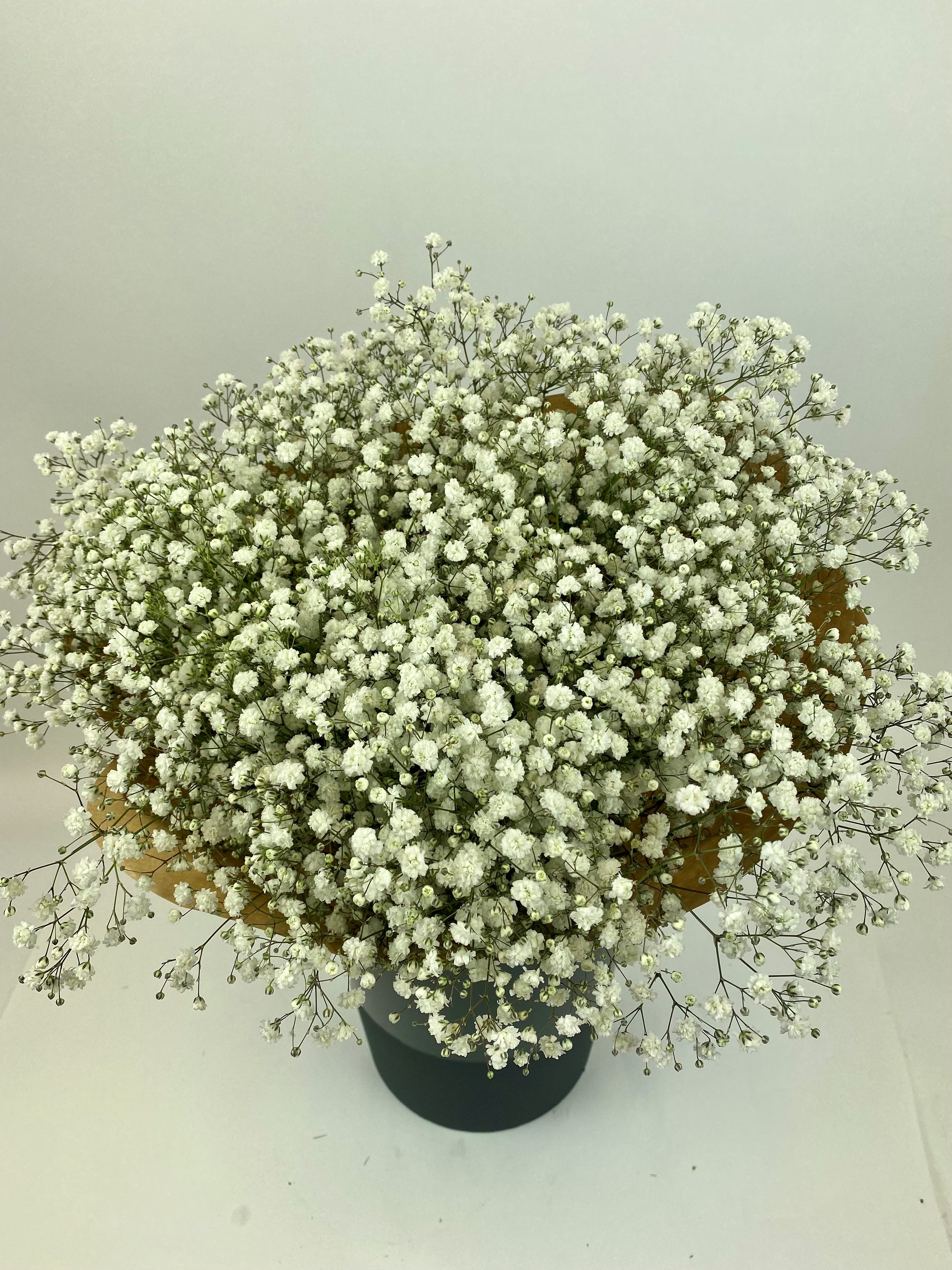 Bild på Gypsophila Xlence