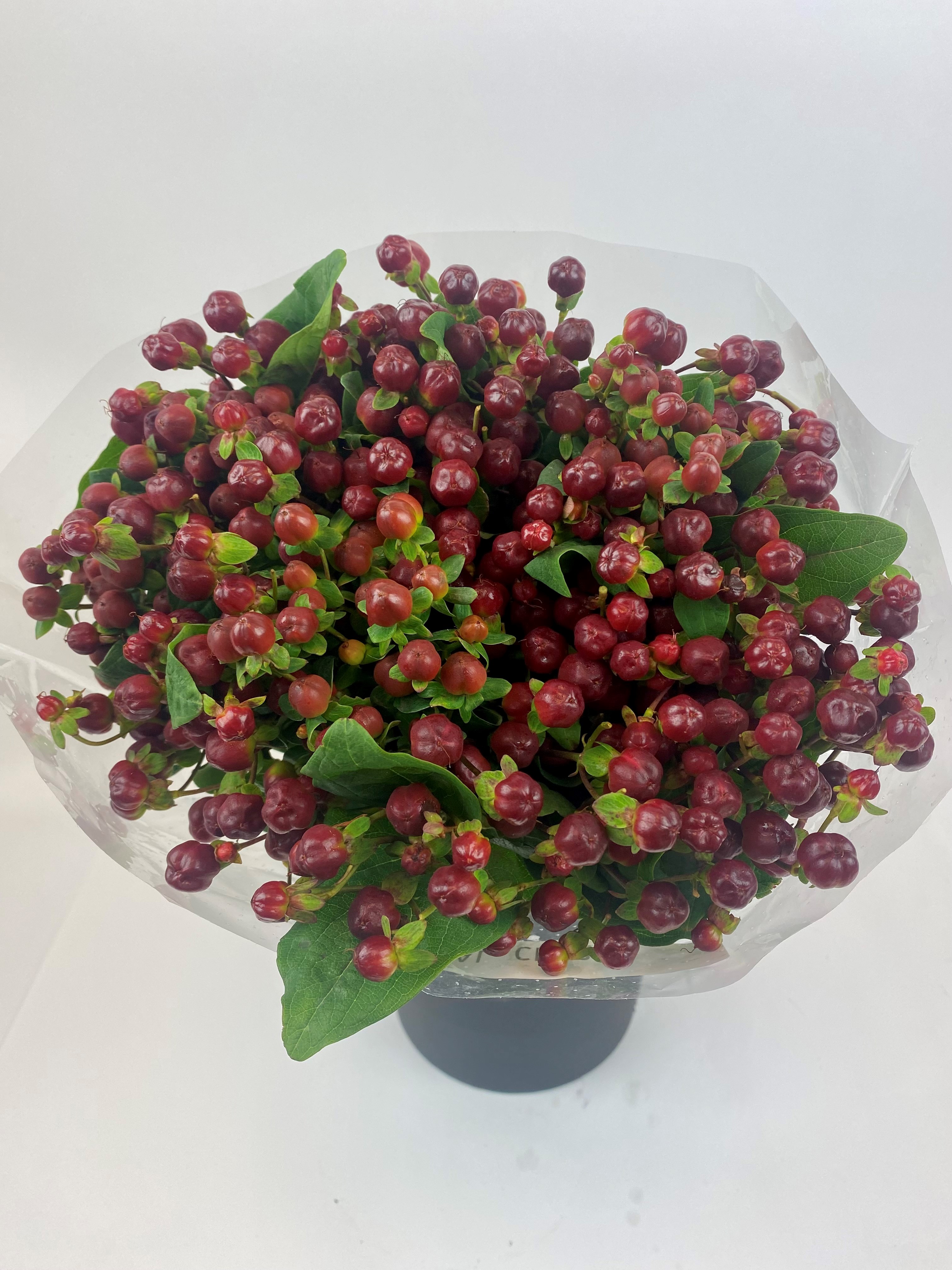 Bild på Hypericum Magical Cherry