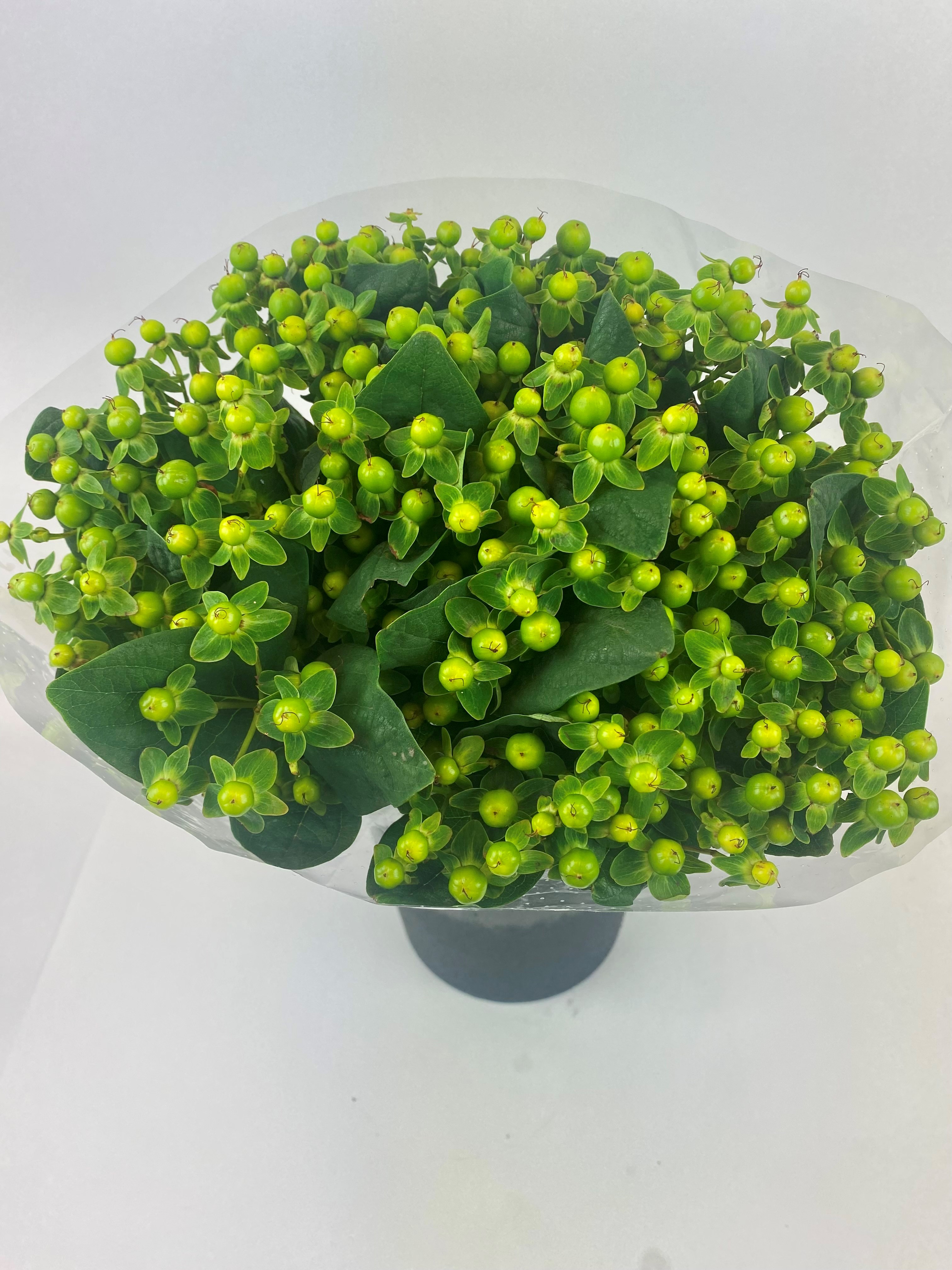 Bild på Hypericum Green power