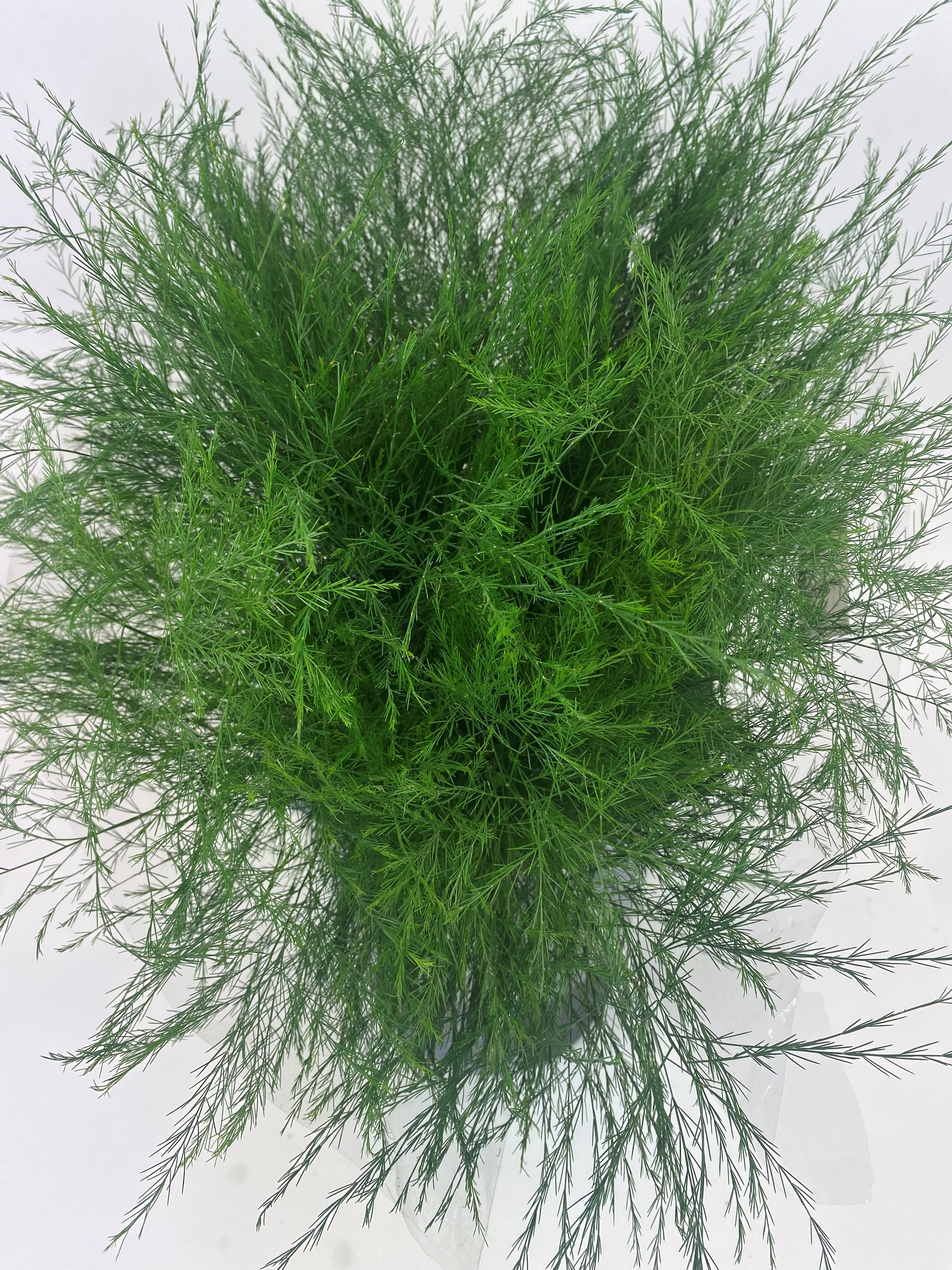 Bild på Tiki Treefern
