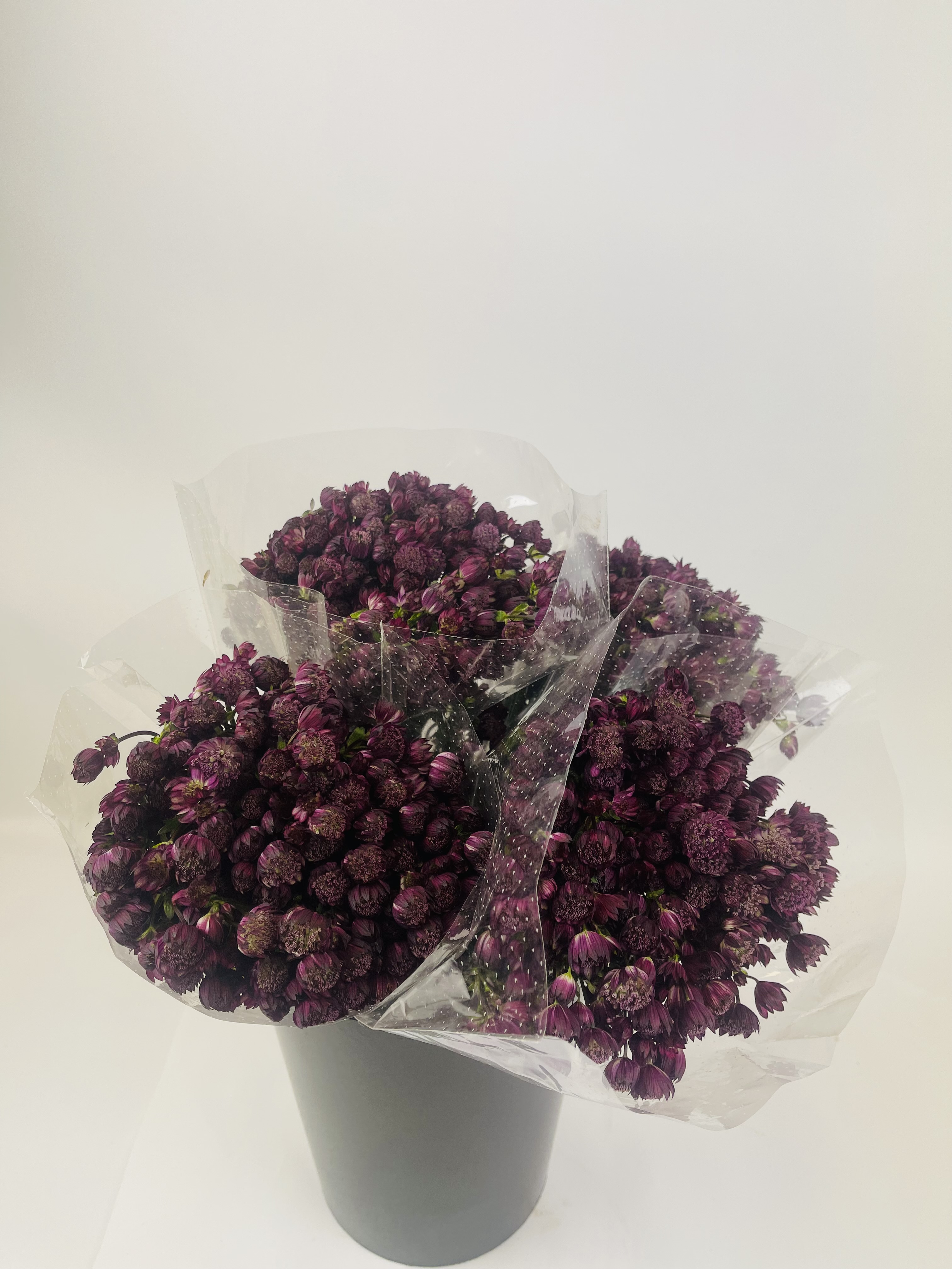 Bild på Astrantia mag diamod