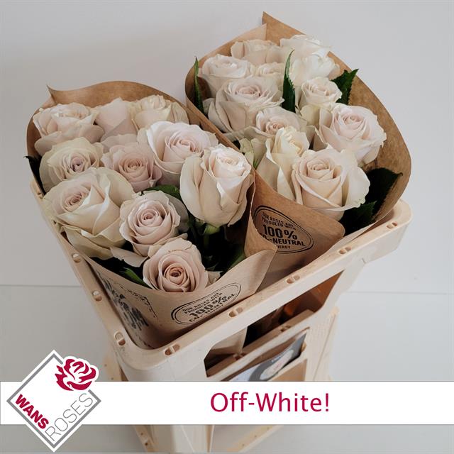 Bild på Trädgårdsros Off-White!