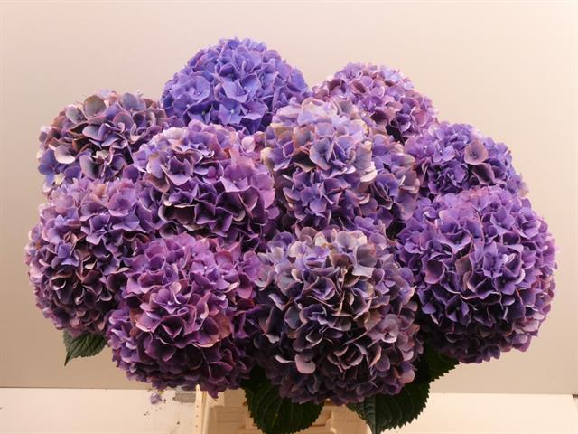 Bild på Hortensia Glowing Alps Purple