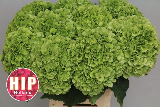 Bild på Hortensia Cannonball