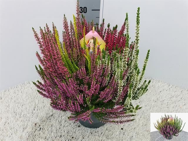 Bild på Calluna D17 X 6 High Five Beauty Sisters
