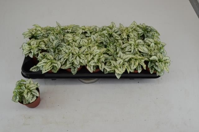 Bild på Hypoestes/Rosenstänk D8 X 21 Confetti White