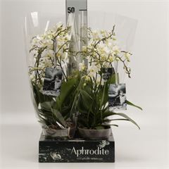 Bild på Phalaenopsis Multi 4Gr D12 X 4 Soft Cloud
