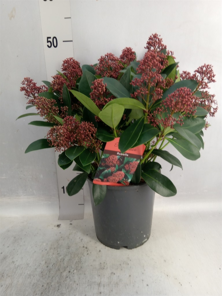 Bild på Skimmia Jap. Rubella D19 X 2