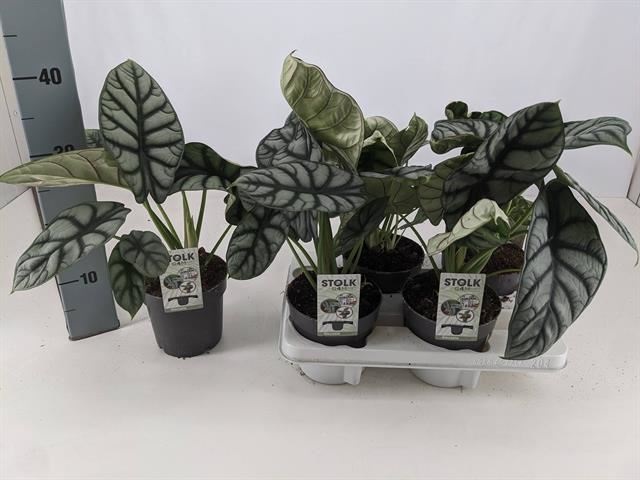 Bild på Alocasia Dragon Scale D14 X 4