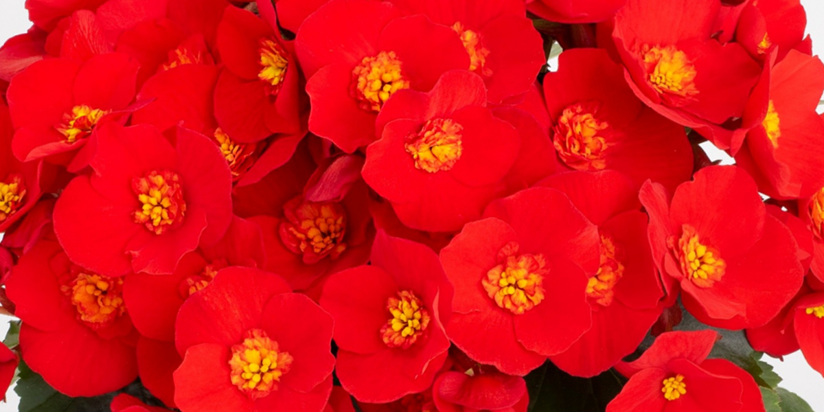 Bild på Begonia Belove Red D12 X 8 Barkarö