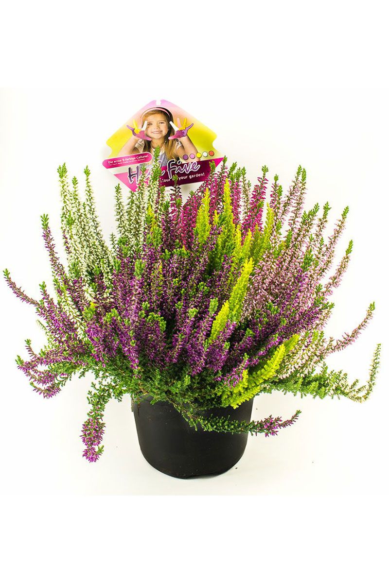 Bild på Calluna D13 X 8 High Five Beauty Sisters