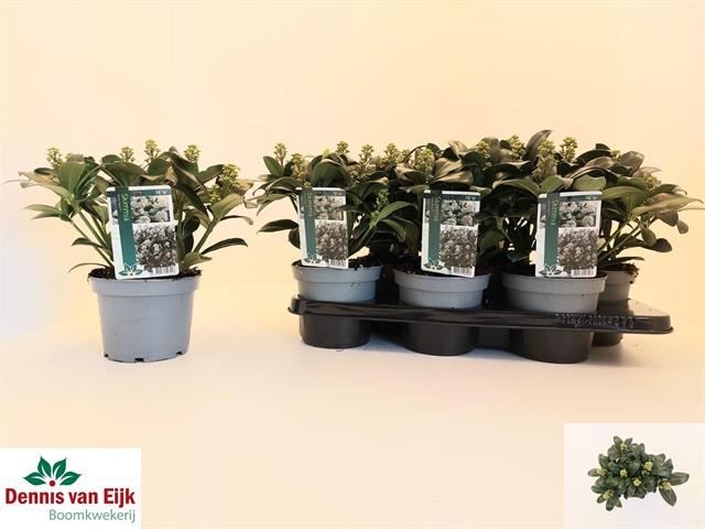 Bild på Skimmia White Maria D15 X 6