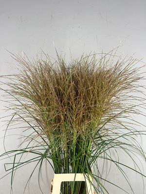 Bild på Miscanthus