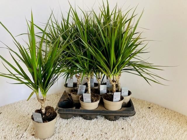 Bild på Dracena Marginata D11 X 9