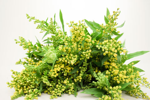 Bild på Solidago