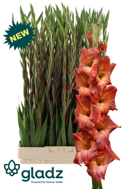 Bild på Gladiolus