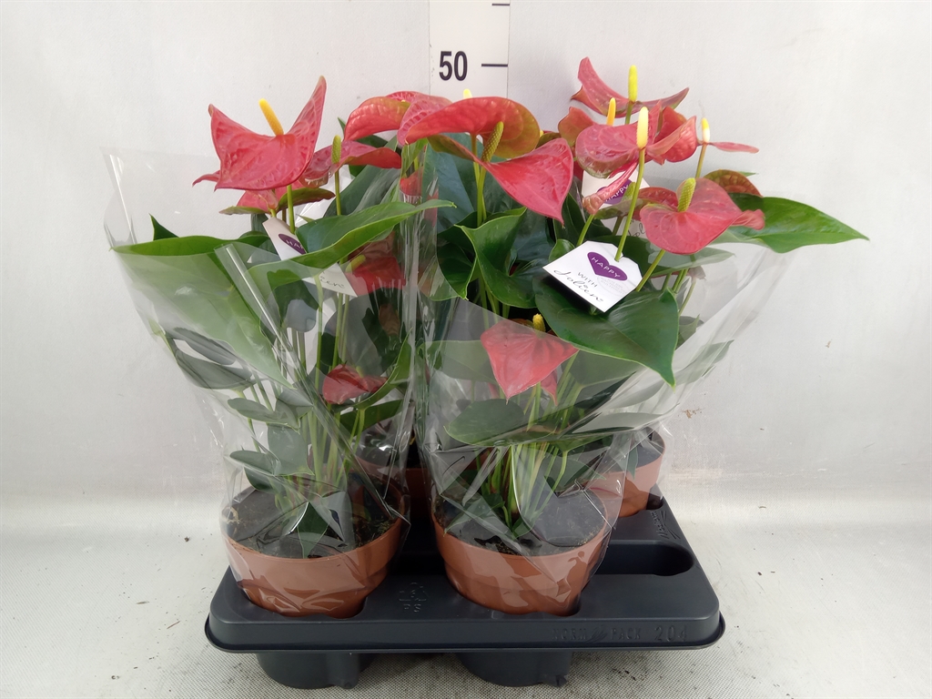 Bild på Anthurium D14 X 4 Bambino Red