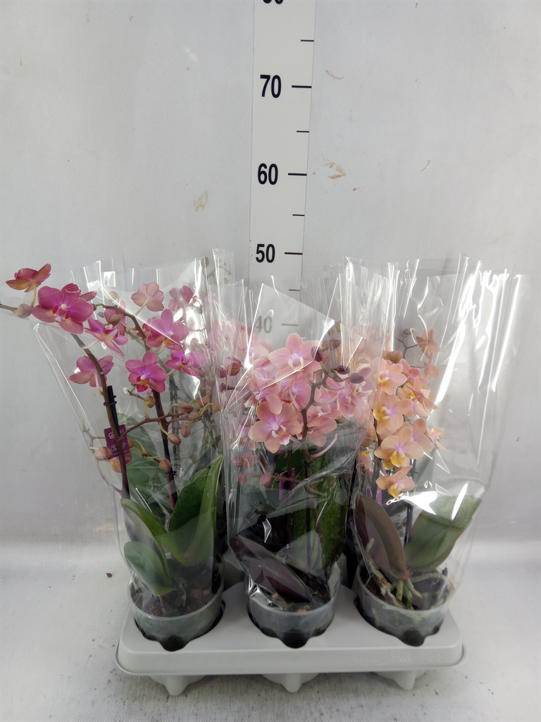 Bild på Phalaenopsis Bo 2Gr D12 X 6 Doft Multi