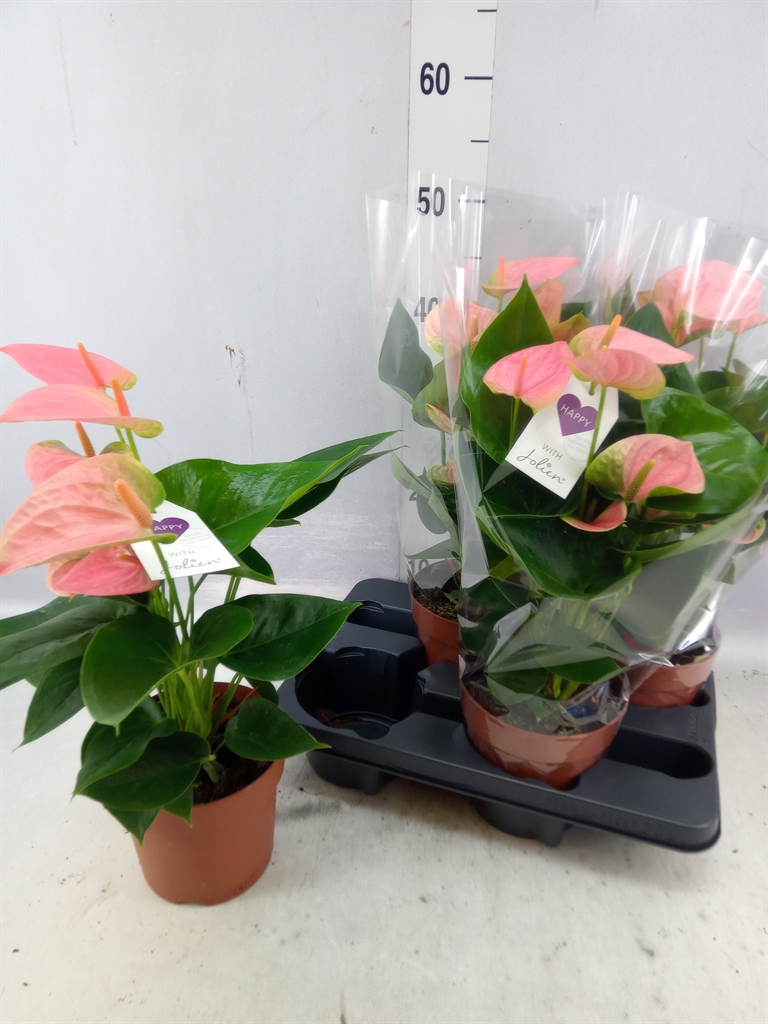 Bild på Anthurium D14 X 4 Sweet Dream