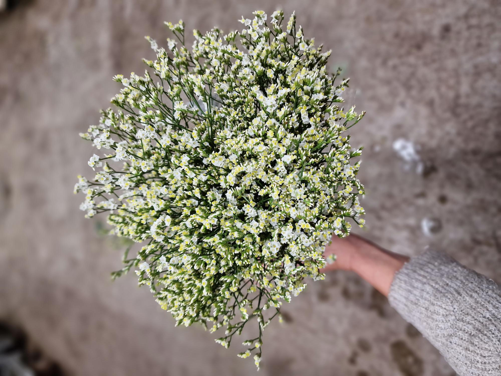 Bild på Limonium China Yellow FT