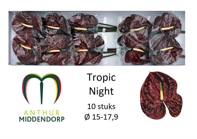 Bild på Anthurium Tropic Night *10