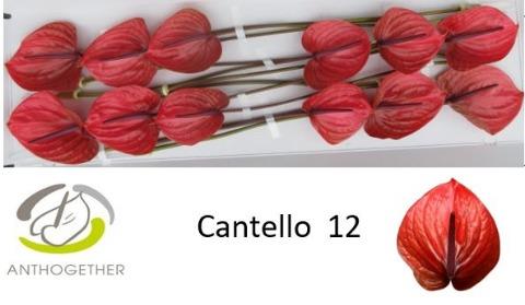 Bild på Anthurium Cantello *12