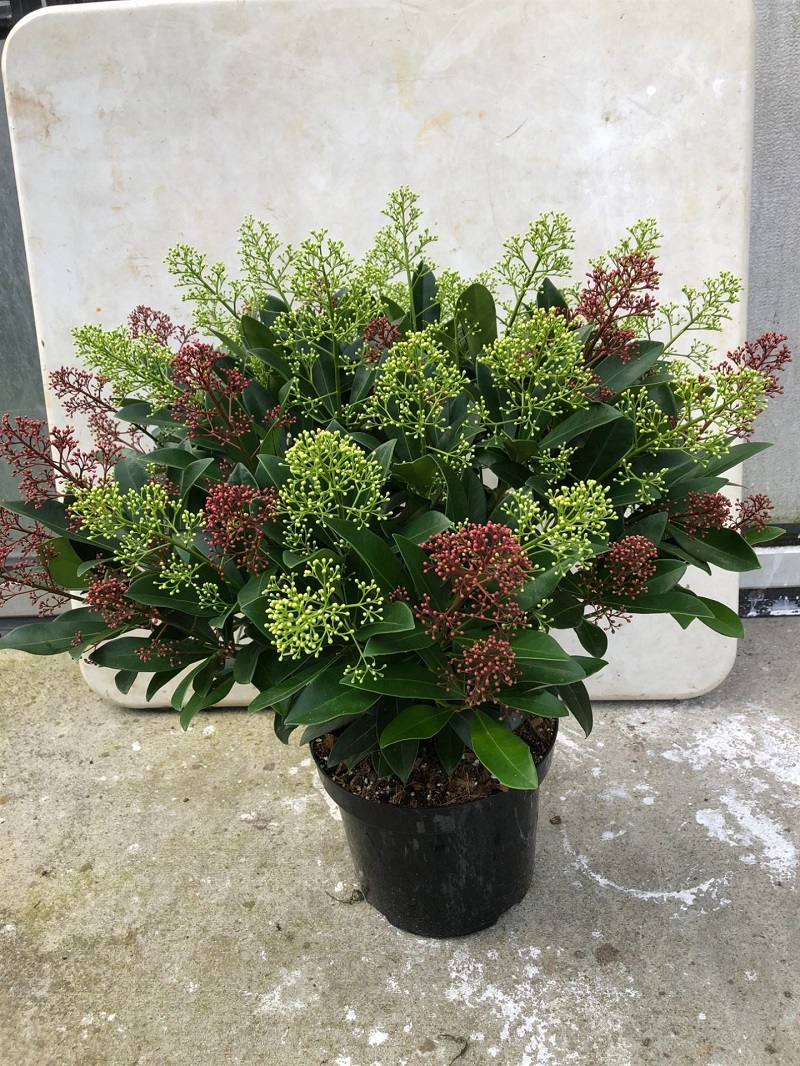 Bild på Skimmia Japonica D26 X 1 Twin Rubella