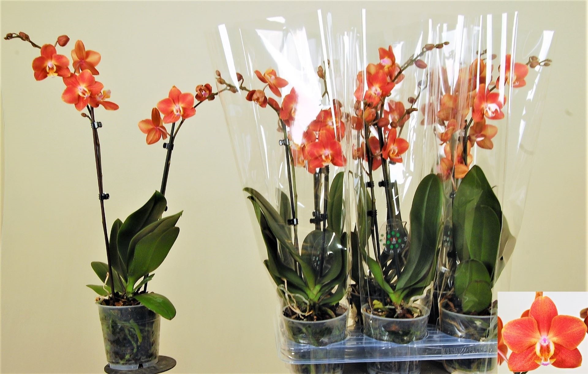 Bild på Phalaenopsis 2Gr D12 X 6 Horizon