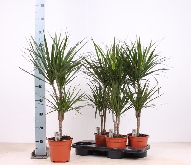 Bild på Dracena Marginata 2 stam D17 X 4