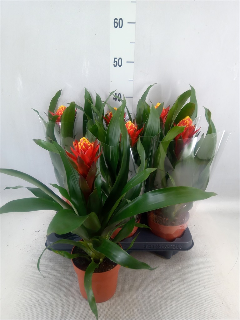 Bild på Guzmania D12 X 6 Happyness
