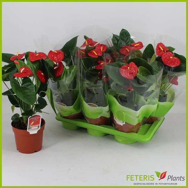 Bild på Anthurium 6+D17 X 6 Kardia