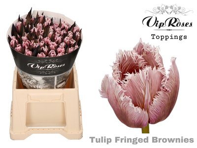 Bild på Tulpaner Fransig Färgad Pink Brownies